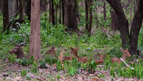 El-Ciervo-Del-Campo-Es-Una-Especie-En-Peligro-De-Extinción-Debido-A-La-Pérdida-De-Hábitat-Y-La-Caza