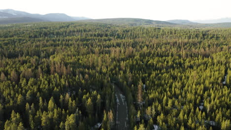 evergreen trees at sunset stretch on for miles into the rocky mountains