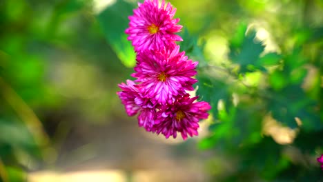 flor en el jardín brilló en el sol-62