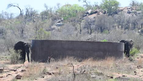 Wide-shot-of-two-elephant-bulls-arriving-at-a-man-made-waterhole-in-Kruger-National-Park-and-start-drinking