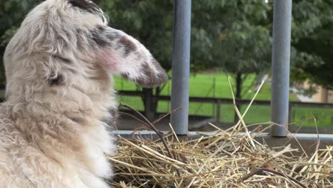 Close-up-of-adorable-quiet-black-and-white-lamb