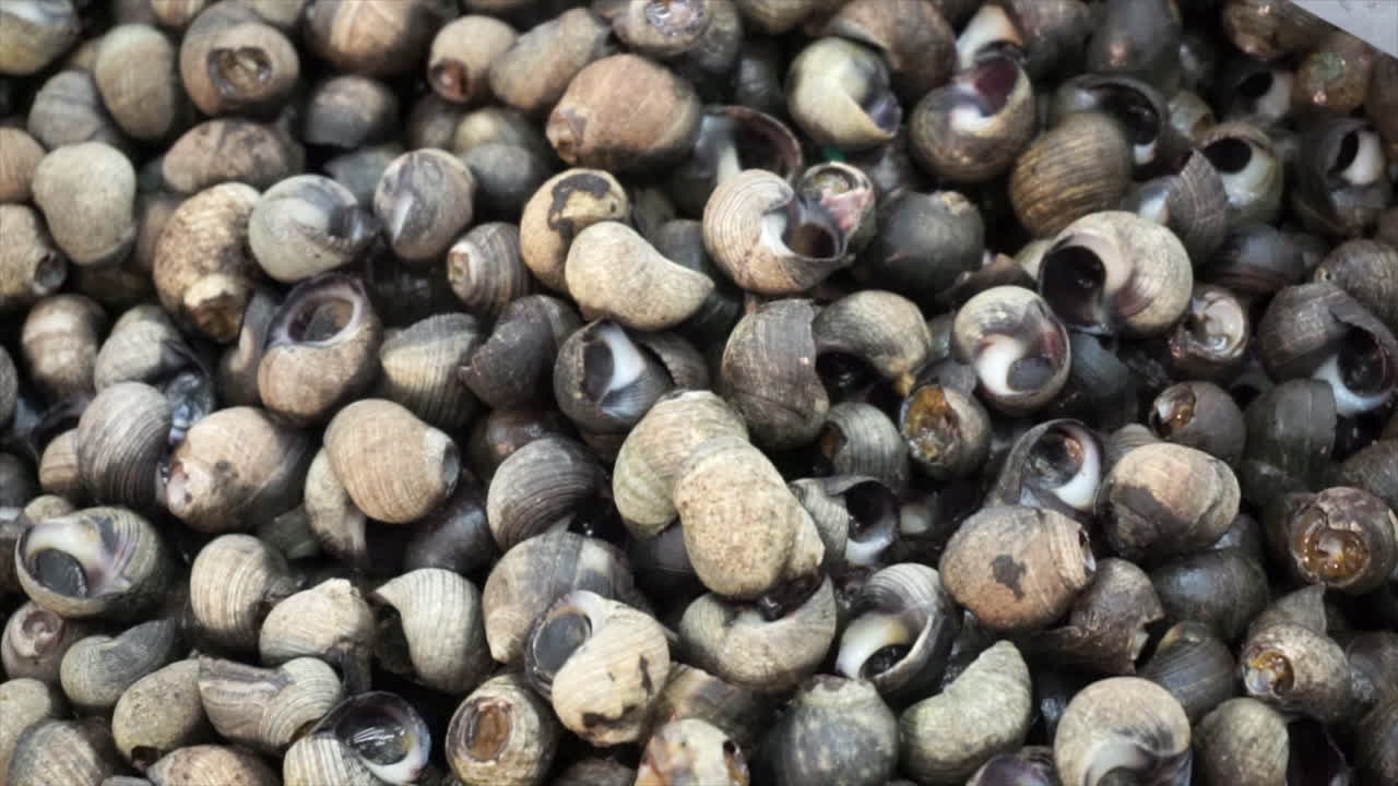 차이나타운 해산물 시장에서 특이한 조개