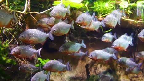 piraña - colossoma macropomum