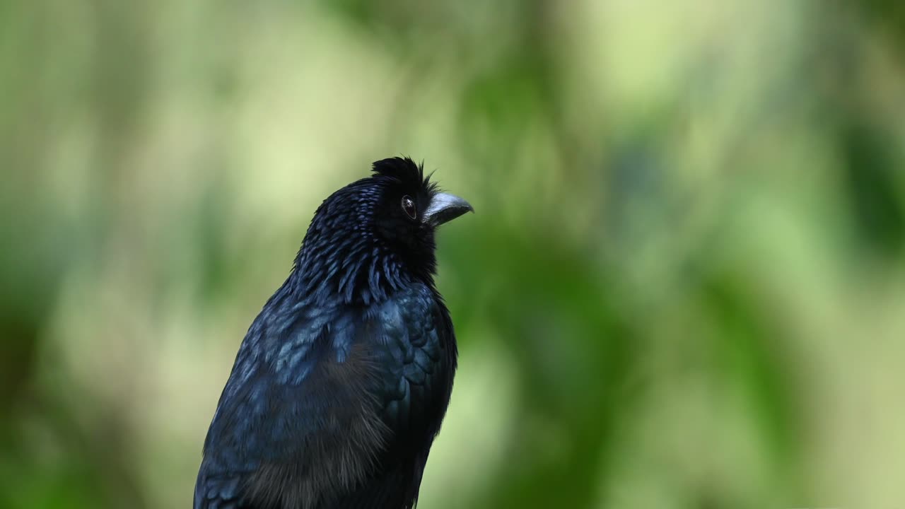 drongo cola de raqueta mayor, dicrurus paradiseus