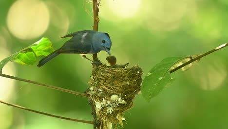 haciendo un poco de mantenimiento en su nido mientras los pollitos están emocionados de alimentarse, black-naped blue flycatcher hypothymis azurea, tailandia