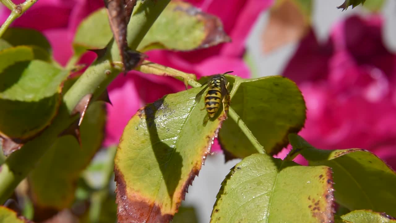 Closeup western yellow jacket wasp on green leaf in the garden with pink rose in background