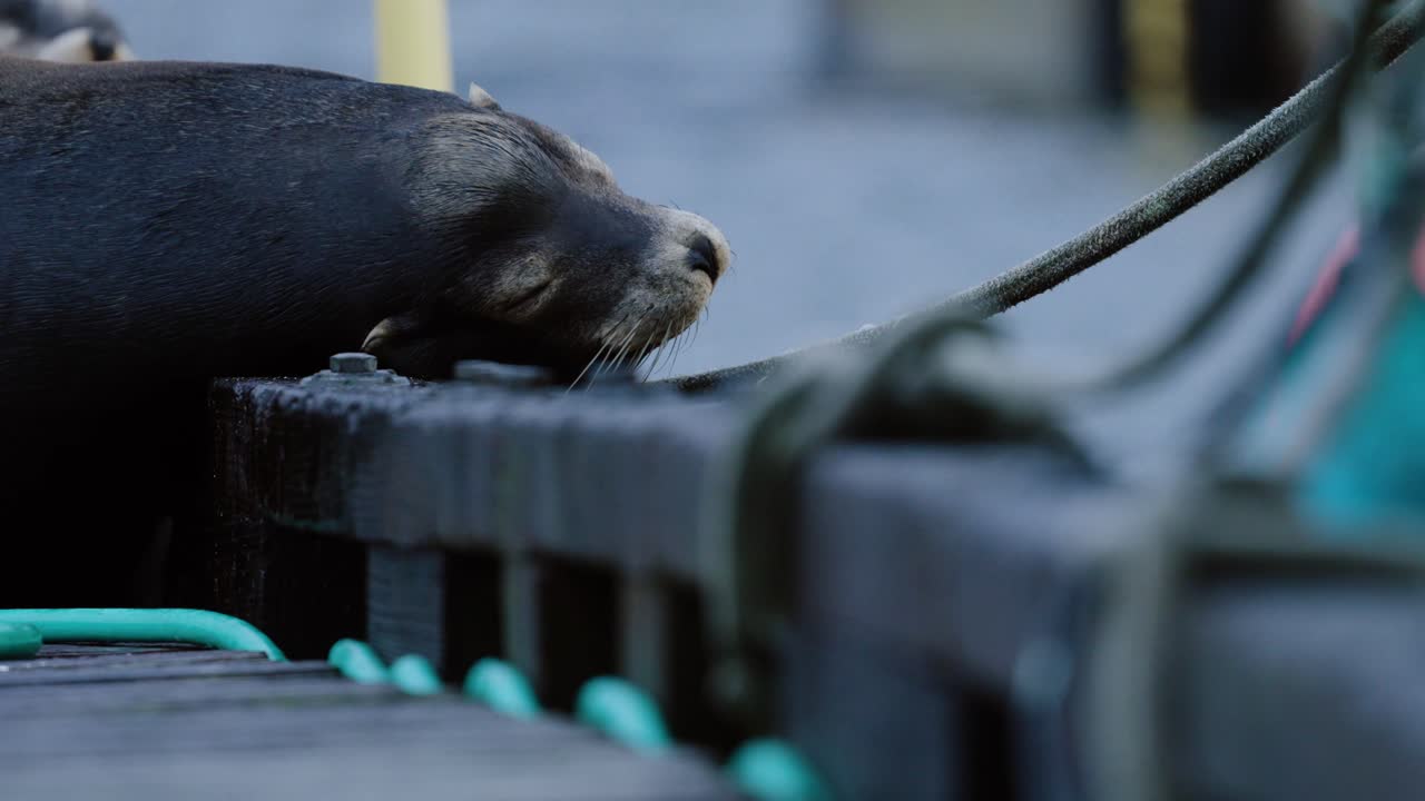 A California sea lion sleeps with it's head on the edge of a dock in British Columbia, Canada