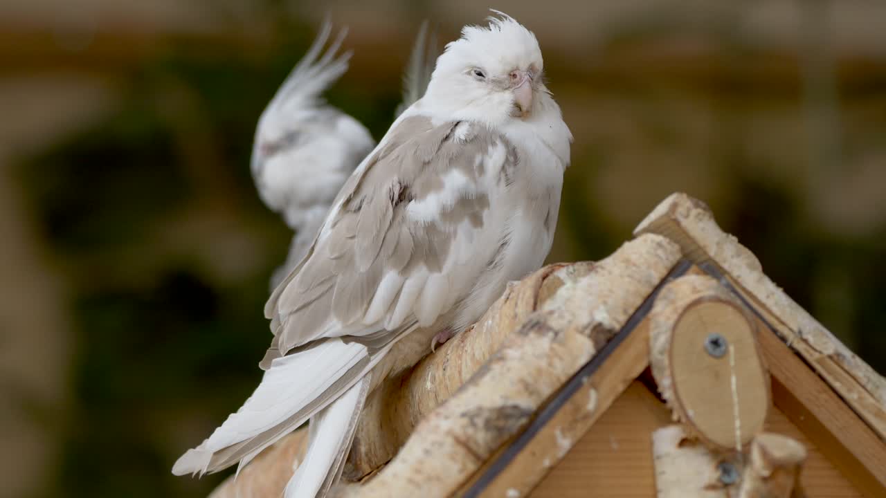 pájaro cocatiel con plumas grises y blancas descansando en la casa de los pájaros