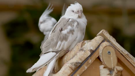 Cockatiel-bird-with-grey-and-white-feathers-resting-on-birdhouse