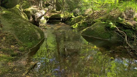 River-flowing-through-a-lush,-green-forest