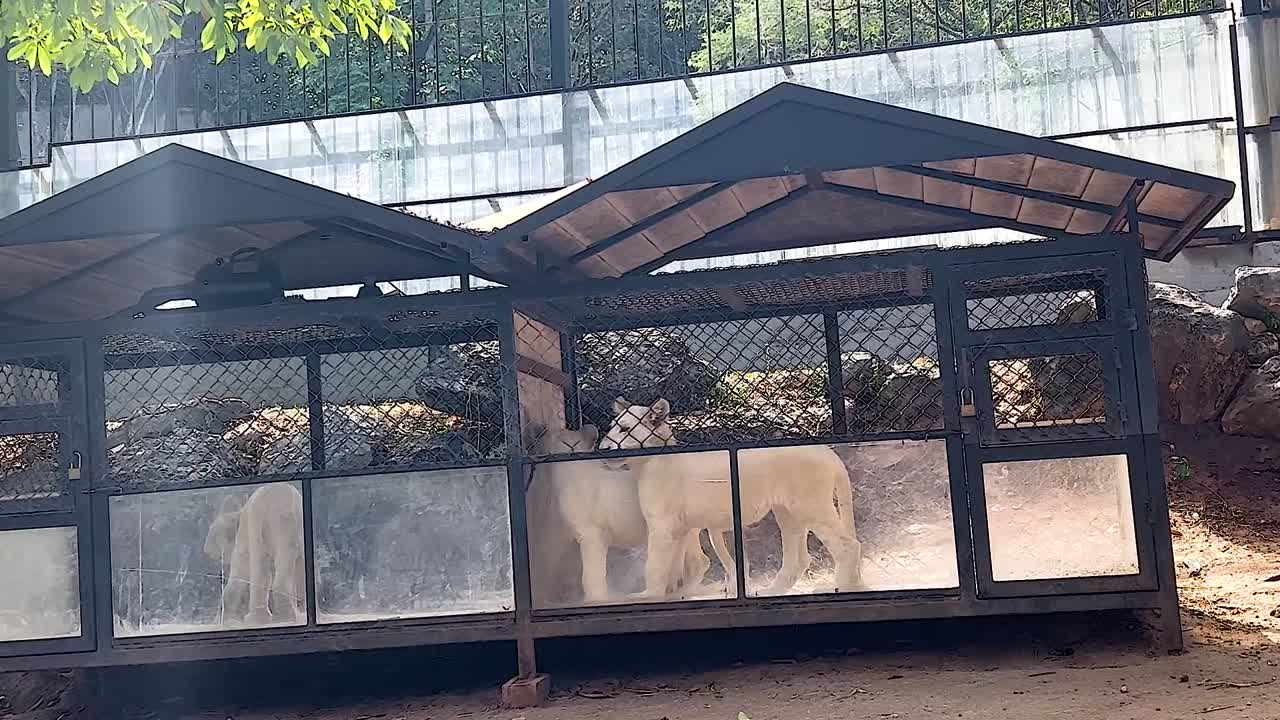 White Dogs in a Zoo Cage
