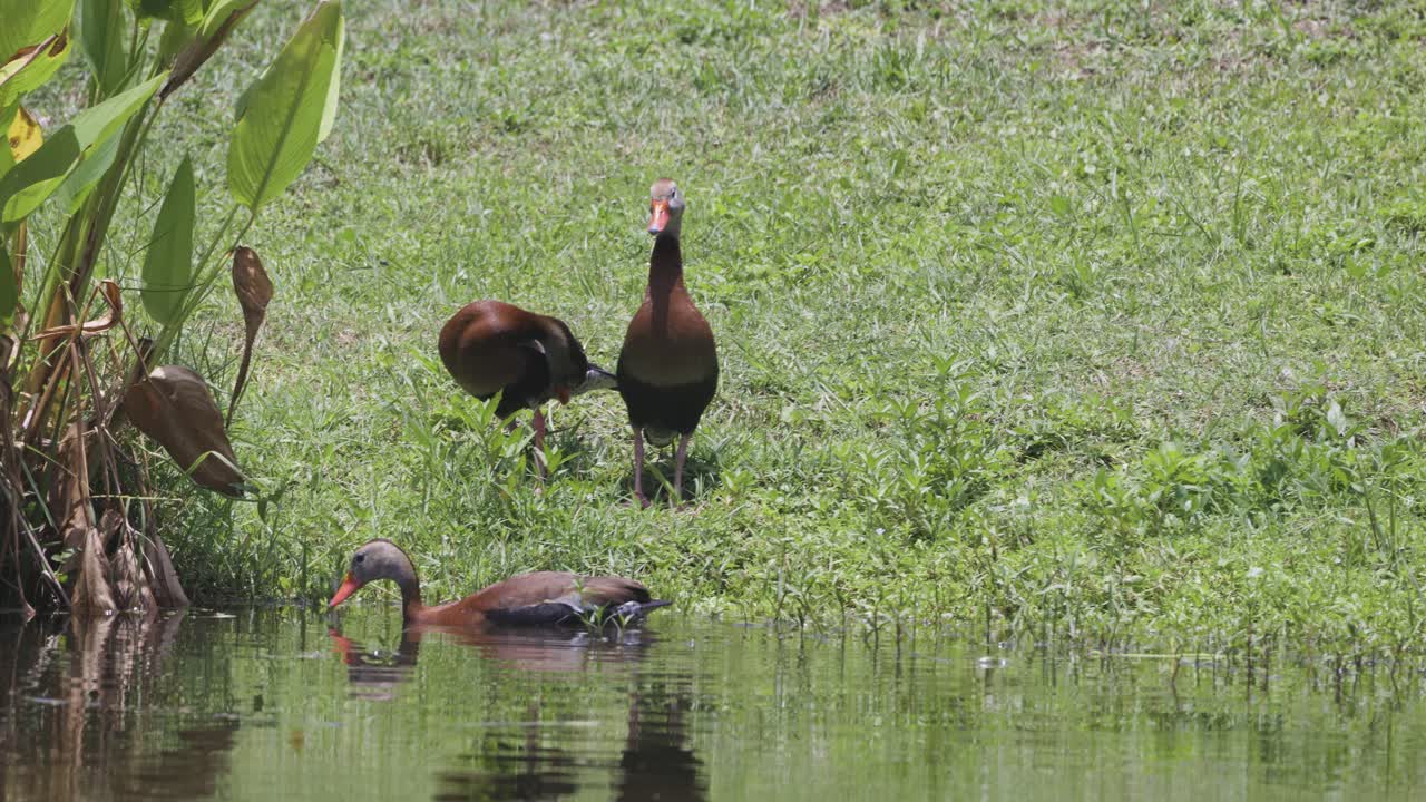 ducks float calmly through green wetland vegetation as one stands alert near the edge of the water