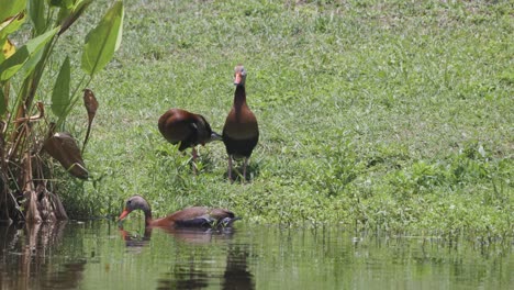 ducks float calmly through green wetland vegetation as one stands alert near the edge of the water