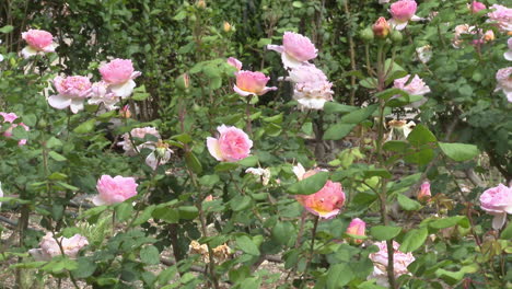 hermosas rosas rosas en un jardín