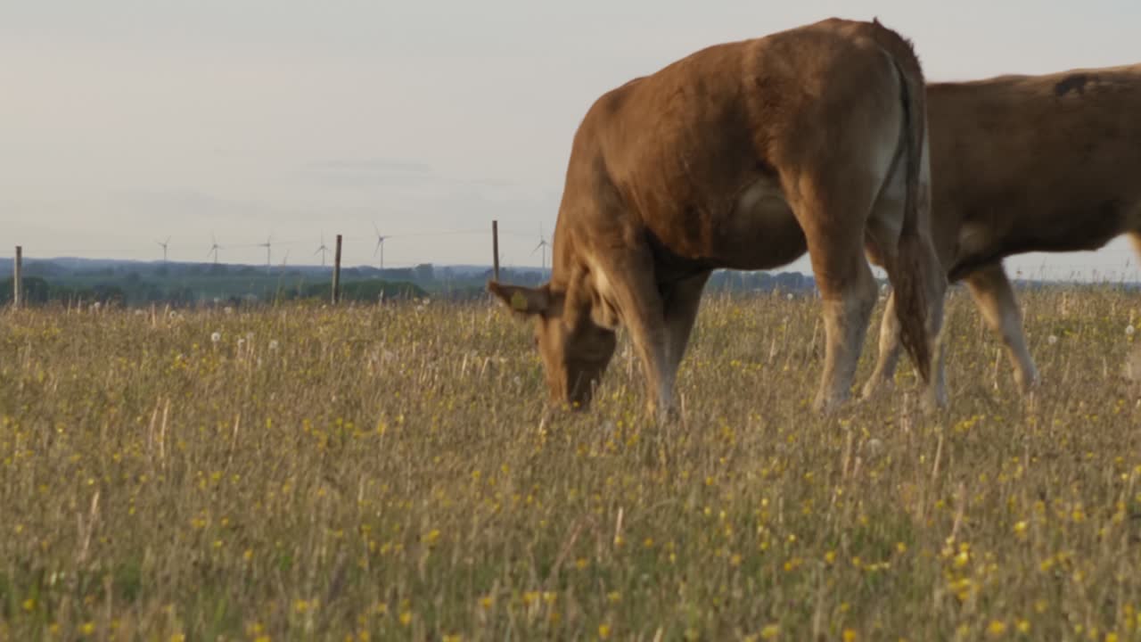 vaca marrón comiendo hierba mientras otras dos vacas pasan, en el sur de suecia skåne österlen, kåseberga con turbinas eólicas en el fondo plano amplio de mano