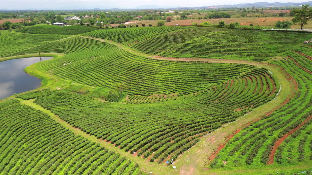 Orderly rows of tea bushes grow on a gentle slope in the lush hills of rural Thailand