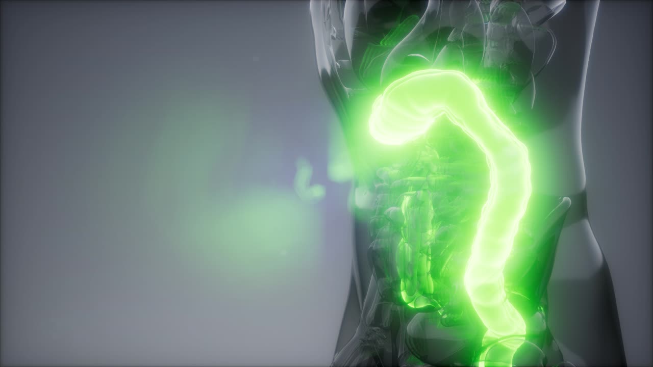 Human Colon Radiology Exam