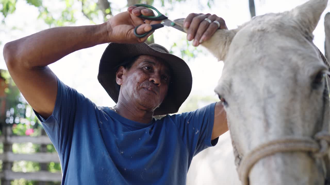 Man Grooming Horse's Ear with Scissors on a Farm