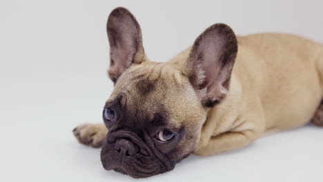 un lindo cachorro de bulldog francés de mascota