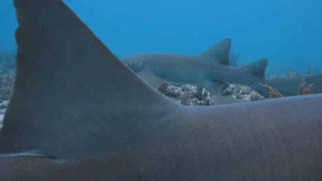 dos tiburones enfermera nadan más allá de la cámara en el arrecife de coral