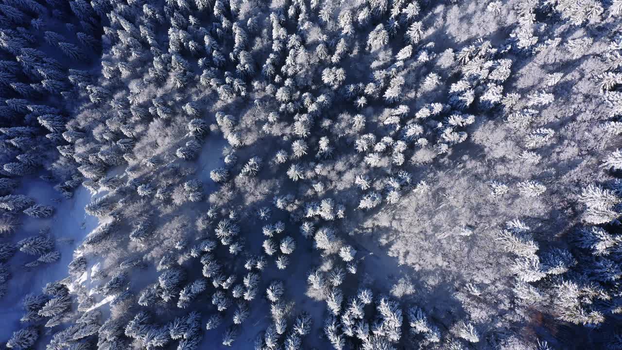 vista aérea de arriba hacia abajo de la copa de los árboles de coníferas nevadas en la temporada de invierno