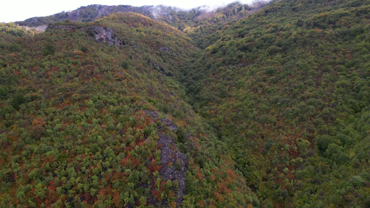 bosque de montaña con vegetación exuberante y follaje colorido en otoño después de la lluvia