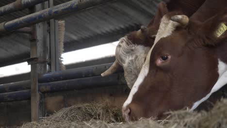 close up shot of two brown and white cows grazing on hay through a fence inside a barn