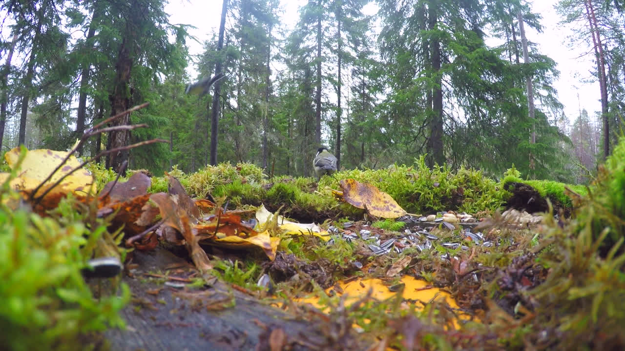 forrajeando pájaros carboneros en bosques de vida silvestre