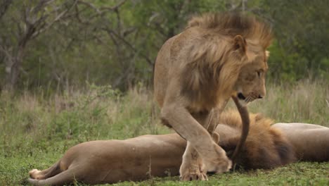 Papá-León-Africano-Se-Acuesta-En-La-Cola-De-Su-Hijo,-Lo-Que-Provoca-Una-Respuesta-Adolescente