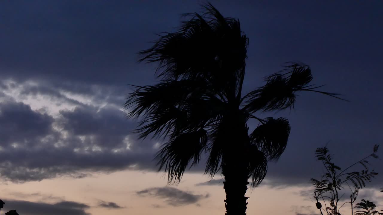 silueta de una palmera con el cielo anunciando tormenta