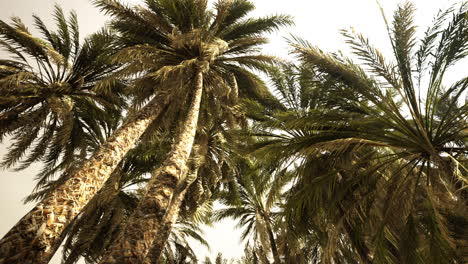 underside of the coconuts tree with clear sky and shiny sun