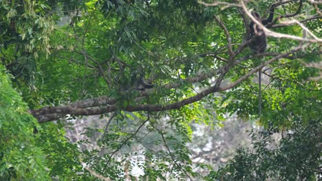 Phayre's-Langur,-Trachypithecus-phayrei,-Thailand