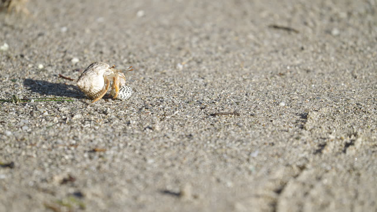 Hermit Crab on Sandy Beach