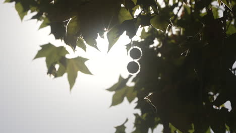 la luz del sol filtrándose a través de las hojas de los árboles