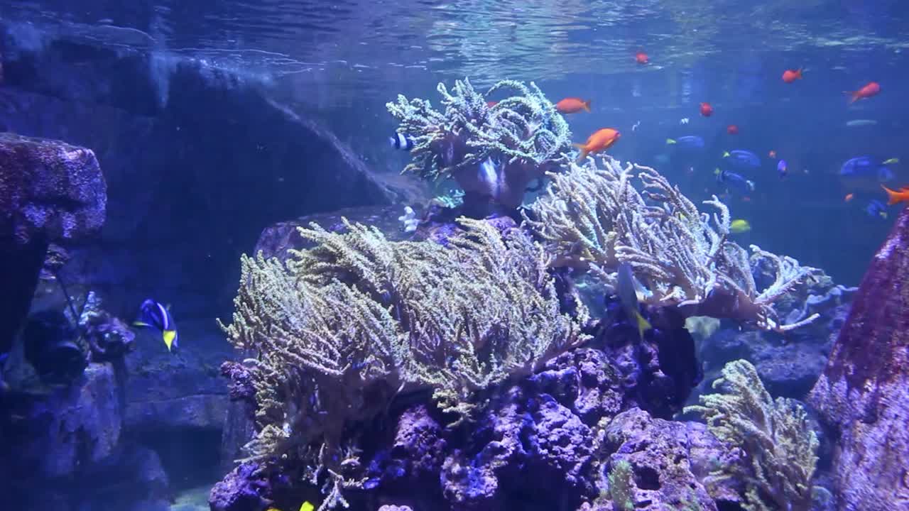 colorful fishes in the large aquarium