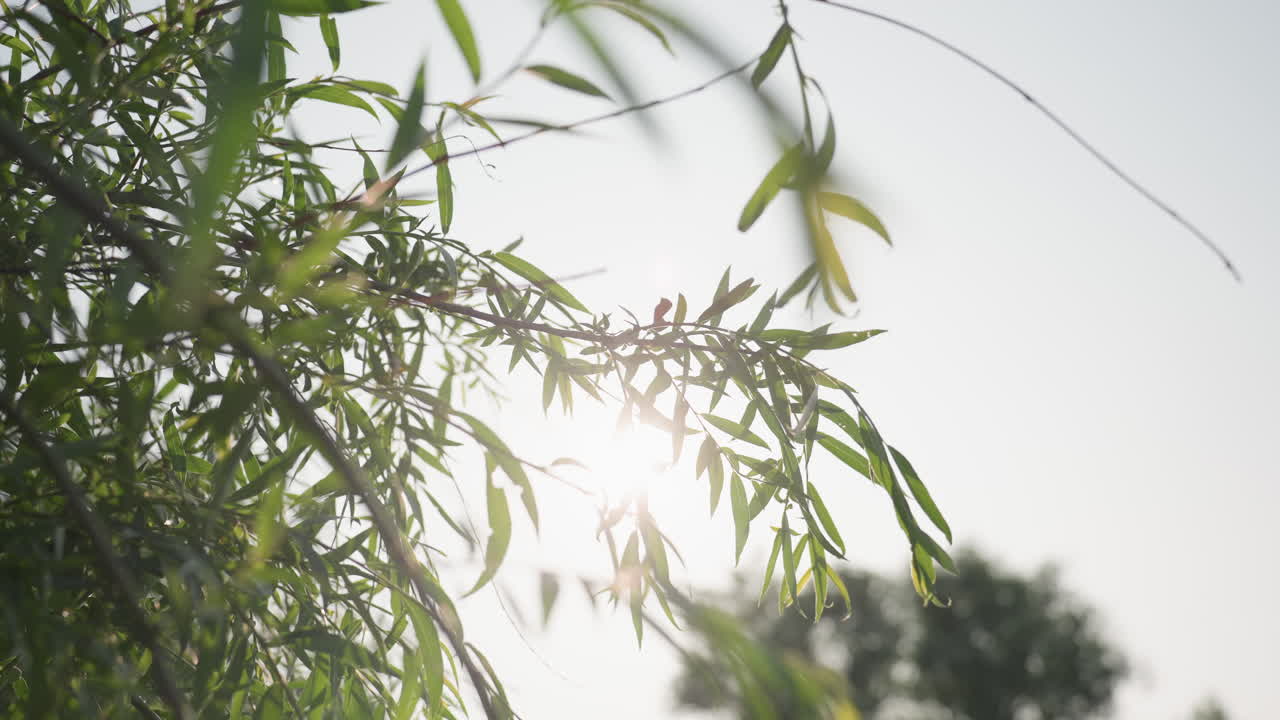 close up of tree branch with slender leaves swaying in wind against bright sky background sunlight flickering through foliage creating gentle motion and tranquil nature mood