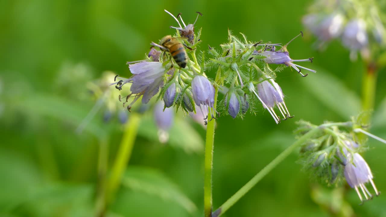 las abejas se alimentan del polen de las flores de campana moradas en la maleza de un bosque