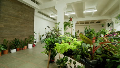 indoor plant shop