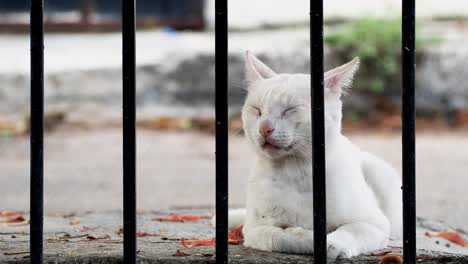 cat on the street resting outside of a gate closeup