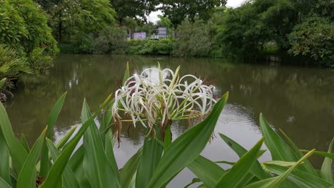 hermosa planta que crece frente a un estanque en tailandia