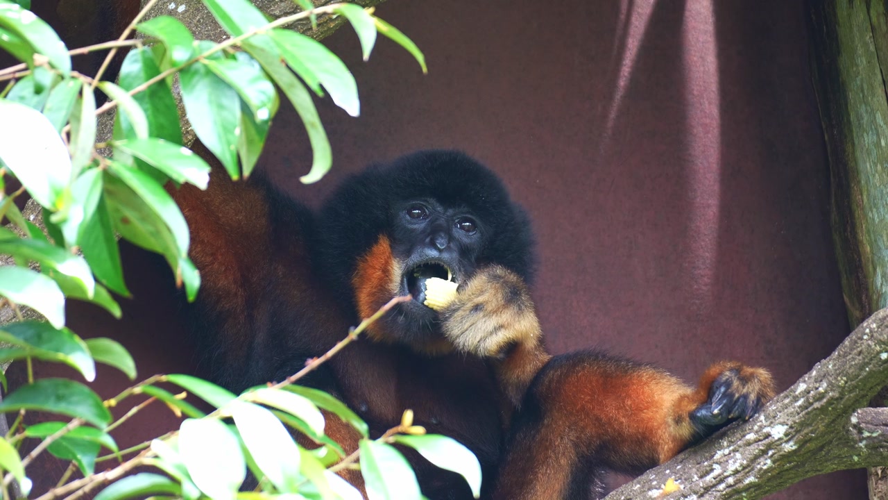 A male Buff-cheeked Gibbon (Nomascus gabriellae) holds a piece of food in its hand and munching on it, close up shot.
