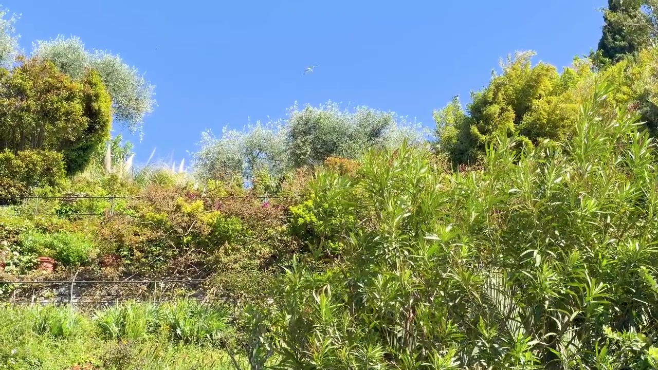 Inquadratura ampia statica di una vivace vegetazione di giardino mediterraneo su un pendio ripido sotto un cielo azzurro