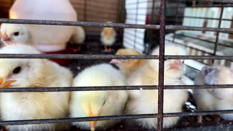 baby chicken chicks in a pen after hatching - fluffy, downy, yellow