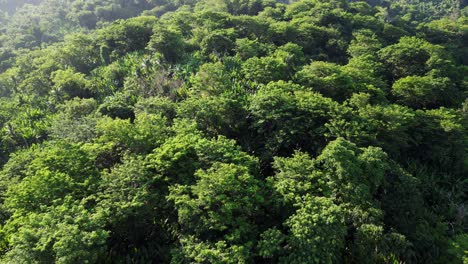 Deciduous-Trees-In-Tropical-Forest-Mountain-In-Baras,-Catanduanes,-Philippines