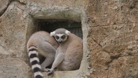 a mother lemur and her baby sitting in a wall alcove, suddenly joined by a third lemur leaping into the frame