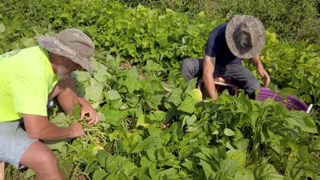 granjeros sentados en el suelo recogiendo judías verdes afuera