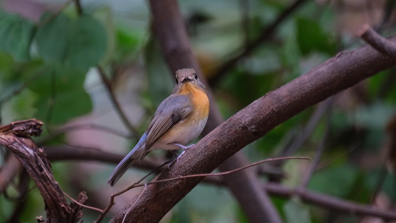 visto desde su lado mientras mira hacia la derecha mientras mira hacia el zoom de la cámara, mosquitero azul indochino cyornis sumatrensis hembra, tailandia