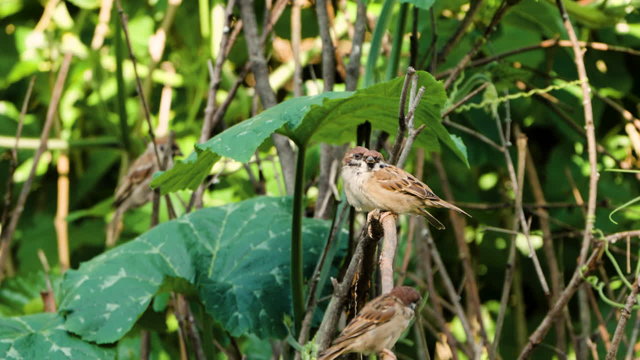 bandada de gorriones de árboles eurasiáticos posados en ramas secas en tierras de cultivo bajo la luz del sol de verano, las aves se sientan juntas, saltan, se limpian y rascan plumas