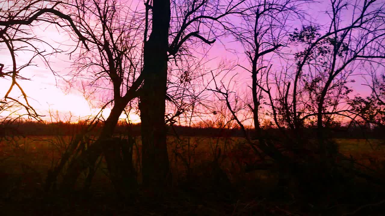 conducir por una carretera rural con árboles colgantes durante el invierno