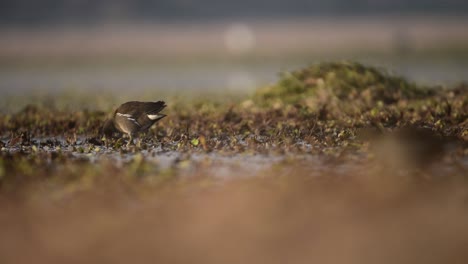 Common-gallinule--in-swamp